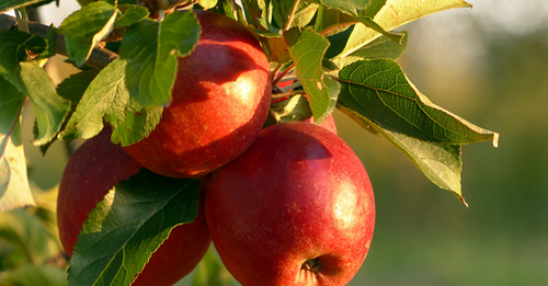 Saisonobst im Herbst -  der Apfel